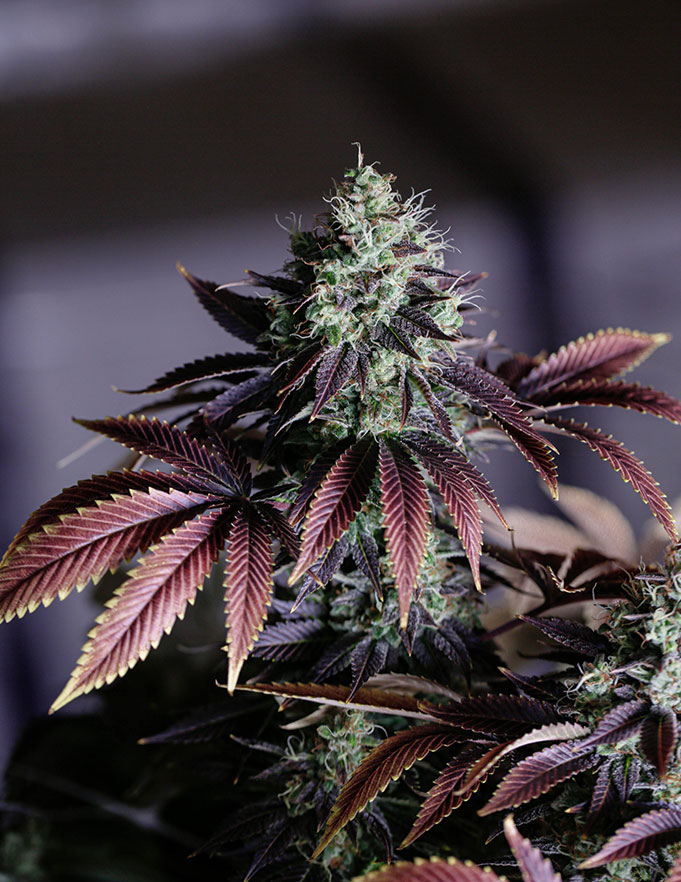 Cannabis Plant Close Up Cannabis Plant Close Up