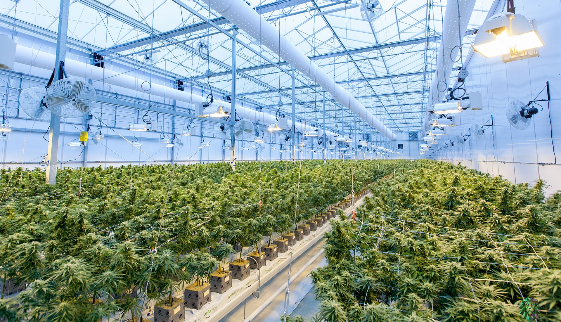 Cannabis Greenhouse Cannabis Greenhouse